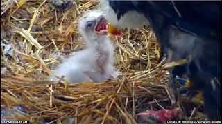 MN DNR Eagles ~ Great Closeups Of Mom Feeding Her 5 Day Old Eaglet!  3.31.23