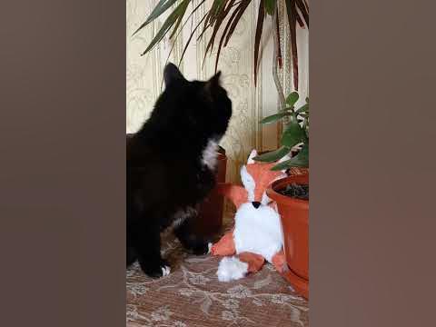 А МОРДА ДОВОЛЬНАЯ - YouTube