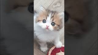 Дрессировка хозяина