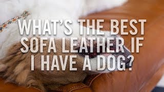 Best pet friendly leather sofas - Pet proof leather sofa - Pet-friendly couches - Roger and Chris
