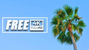 PALM TREE AND BLUE SKY / FREE 4K VIDEO / NATURE AMBIENCE