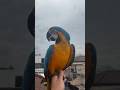 Blue #bluegoldmacaw #parrot