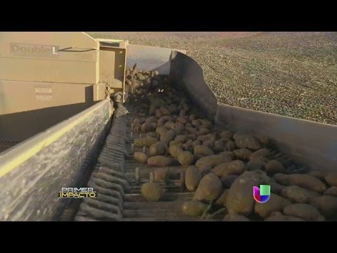 Video: Patatas De Idaho