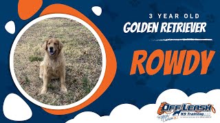 Golden Retriever 'Rowdy' - Golden Retriever Training by Off Leash K9 Training 95 views 2 years ago 10 minutes, 32 seconds