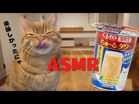 【ASMR】初ちゅーるタワーに大興奮する猫
