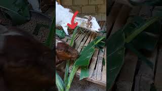 Meheheyyyy breakfast#bananaleaves#shorts