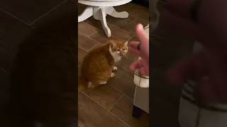 I Can’t Get Away From My Clingy Cat! 😂