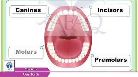 NSS Grade 03 Science Chapter 02 Part 02