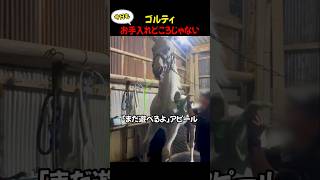 おとなしくして…と言われた直後のお馬さんw