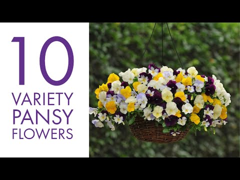 10 अलग पैंसी फूल | पैन्सी फूलों के प्रकार | पैंसी फूल की किस्म