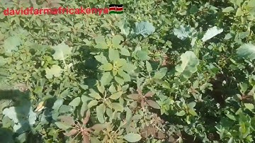 What  you need to know about Amaranth farming