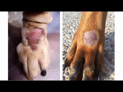 SKIN LESIONS IN DOGS