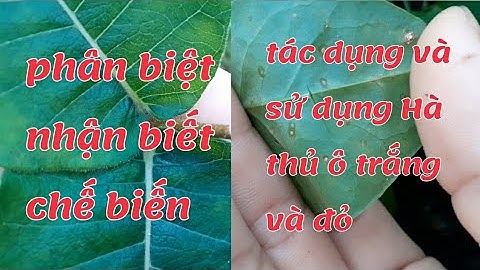 cách phân biệt, nhận biết, chế biến, tác dụng và sử dụng cây Hà thủ ô trắng và đỏ | THẢO DƯỢC VIỆT