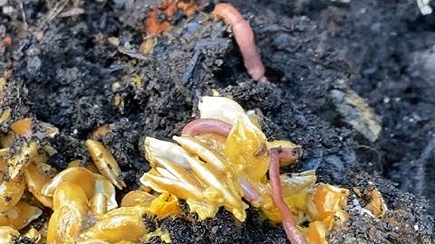 Composting with Craig Ep. 91: Garbage Can Worm Check In