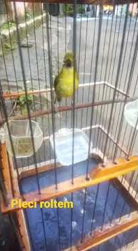 pleci roltem