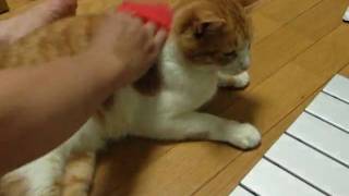 ブラシング_20100619.mov