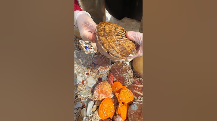 Sea Agate and Sea Crystal: Finding Hidden Treasures on the Shore and rare pearl
