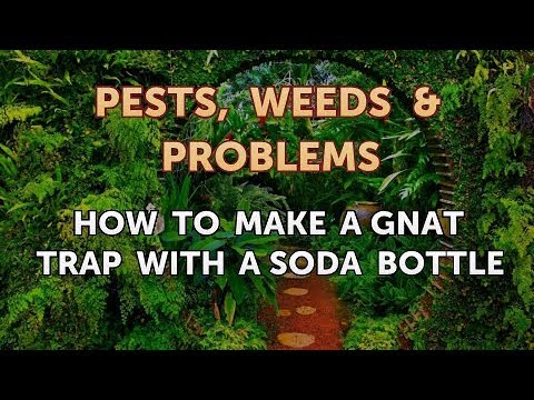 How to Make a Gnat Trap With a Soda Bottle, Hunker