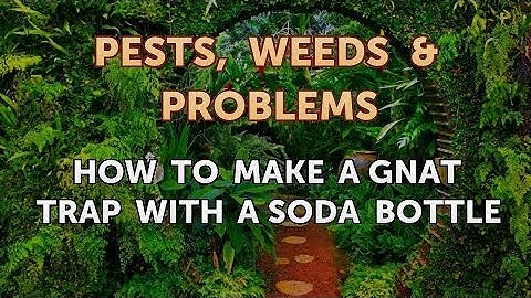 How to Make a Gnat Trap With a Soda Bottle