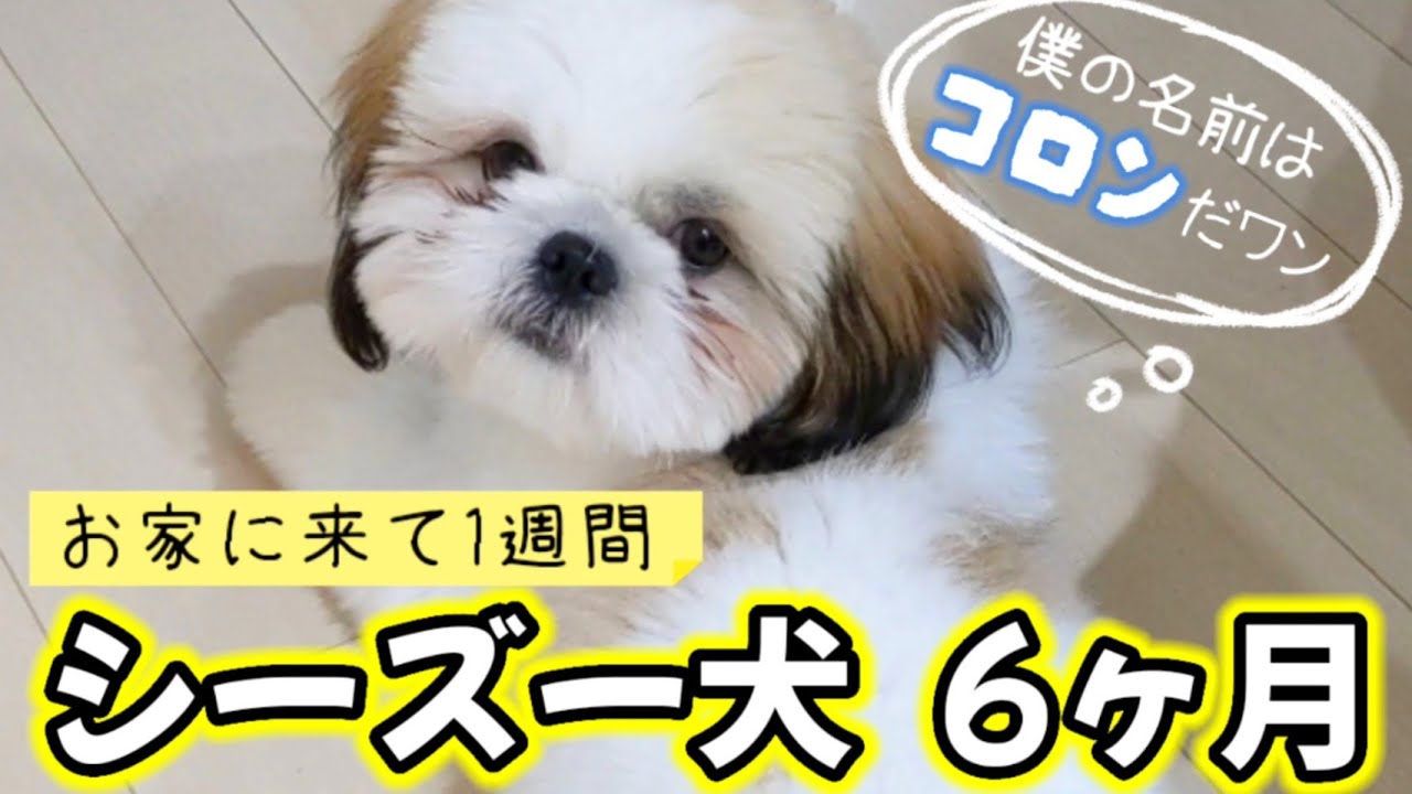 シーズー犬 我が家に来て1週間のコロン君 パパがまた内緒で何か買いました Youtube シーズー犬 我が家に来て1週間のコロン君 パパがまた内緒で何か買いました Youtube