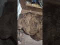 Near-Death Pup Left To Suffer In 95° Concrete Kennel For DAYS [STORY BELOW]