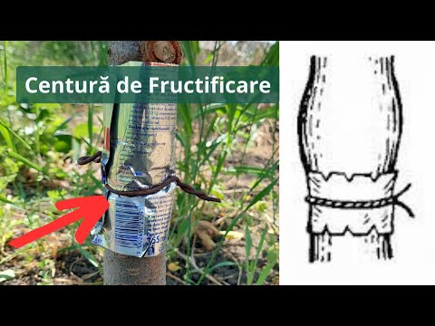 Video: Clești pentru lemn cu frunze rotunde: cultivare și îngrijire