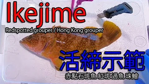 IkeJime method:  How to dispatch and bleed a Redspotted grouper / Hong Kong grouper (Kijihata)