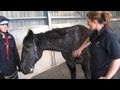 Emaciated rescue horses go from strength to strength