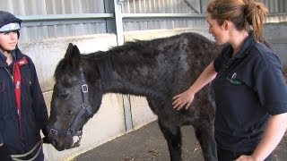 Emaciated rescue horses go from strength to strength