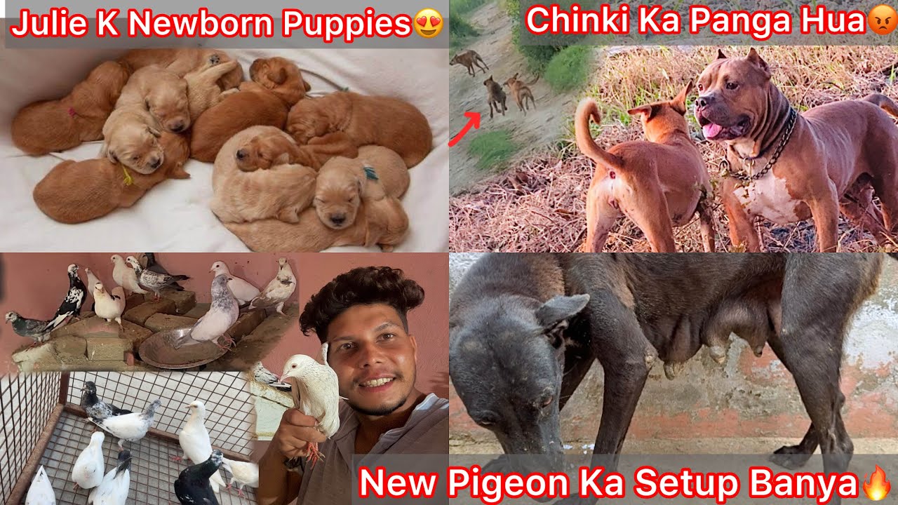 New Pigeons Ka Setup Bna Diya🔥Finally July K Newborn Puppies Aagye😍But Puppy Gayab Hogye Mila Nhi😨