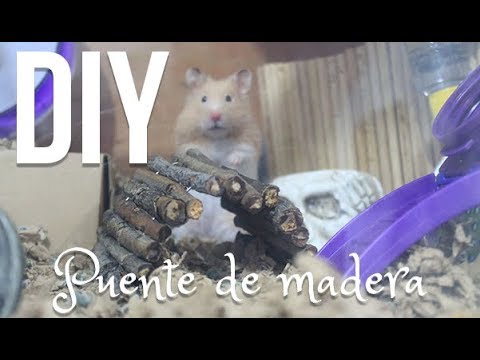 Hamster L Diy Madera Puente De Para shrxtdCQB