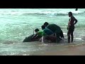 Sri Lankans push beached whales back into sea