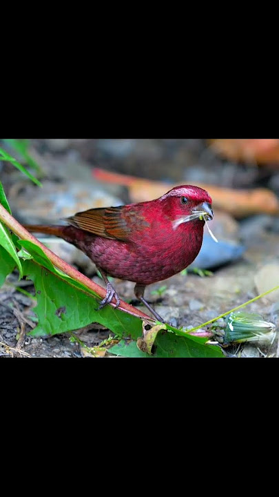 ❤️ SELAMAT SIANG LUR‼️💓💓#burung_kicau #videoshort @KEBUMENNKICAU99