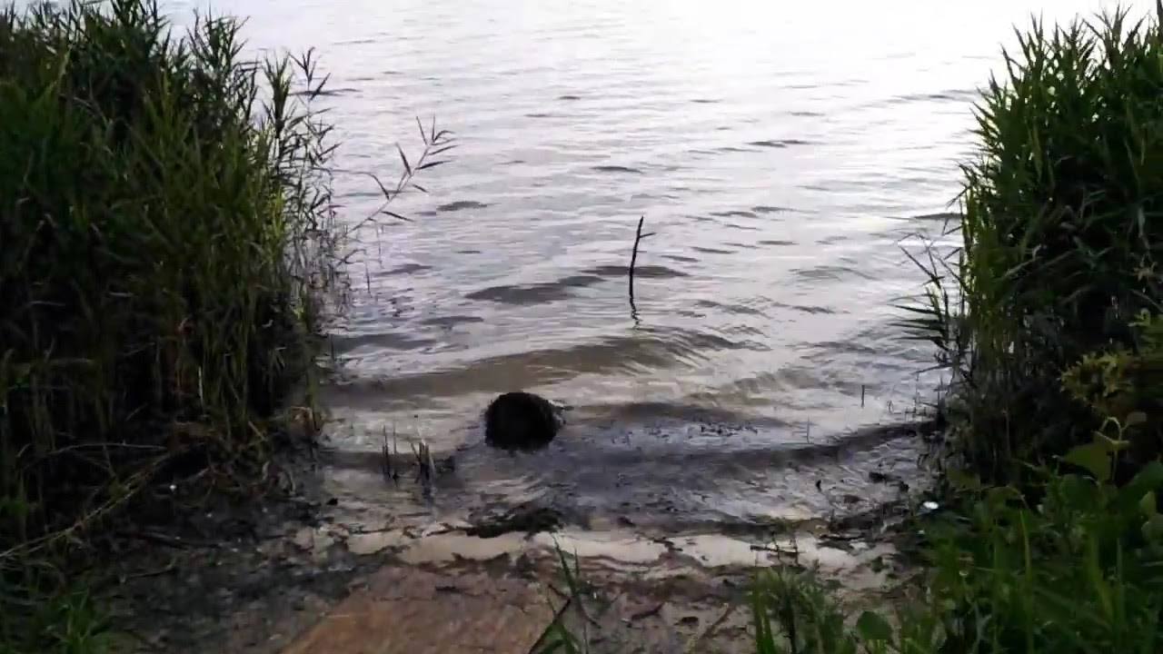 Шатура.Святое озеро. - YouTube