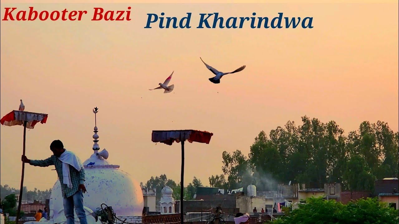 Tournament Pind Kharindwa Distt kurukshetra //  Plz.Use Earphone 🎧    🕊 Kabootar Bazi //
