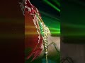 👌❤Beautiful bride video shoot|| wedding bridal cinematic video shoot #wedding #viral #love #trending