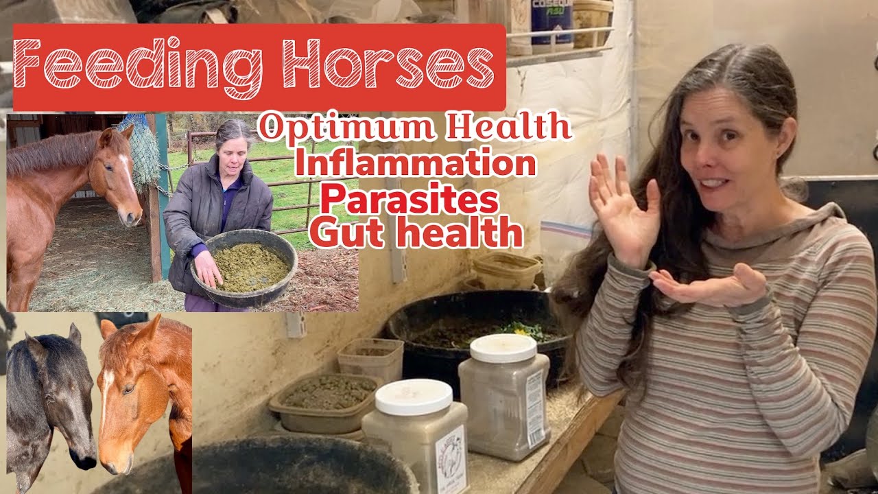 Feeding horses for optimum health. How to reduce inflammation and