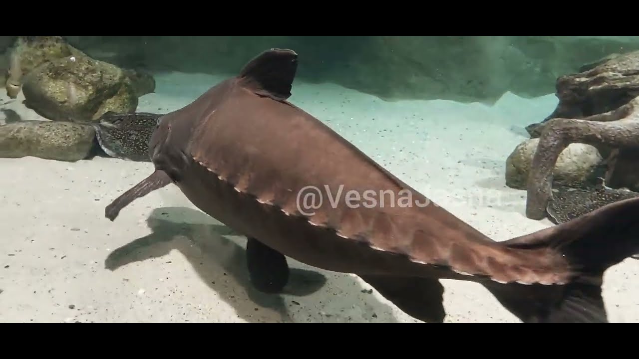 6.БОЛЬШОЙ АКВАРИУМ. КРАСИВЫЕ РЫБКИ.ОТДЫХ.