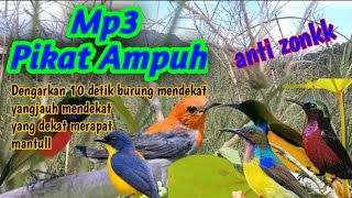 SUARA PUKAT SEMUA JENIS BURUNG KECIL,10 detik burung mendekat👍anti zonk