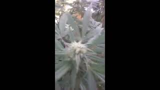 My out door garden september 14 2016