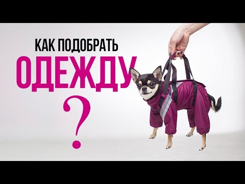 Демисезонная одежда для собак: как снять мерки, какой выбрать материал?