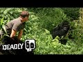 Gorilla shows Steve who's boss! | Deadly 60 | BBC Earth Kids