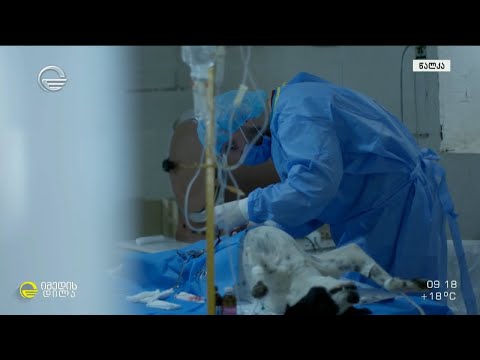 სტერილიზაციის აქცია წალკაში მოხალისეების მიერ