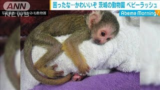 その愛くるしさに癒される・・・動物園でベビーラッシュ(19/07/02)