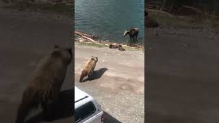 Grizzly attacks baby moose