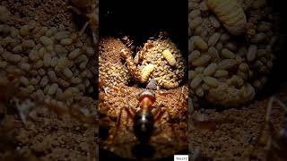 ant house tour with macro camera #asmr #animals #insects #mhacommunity #montagem