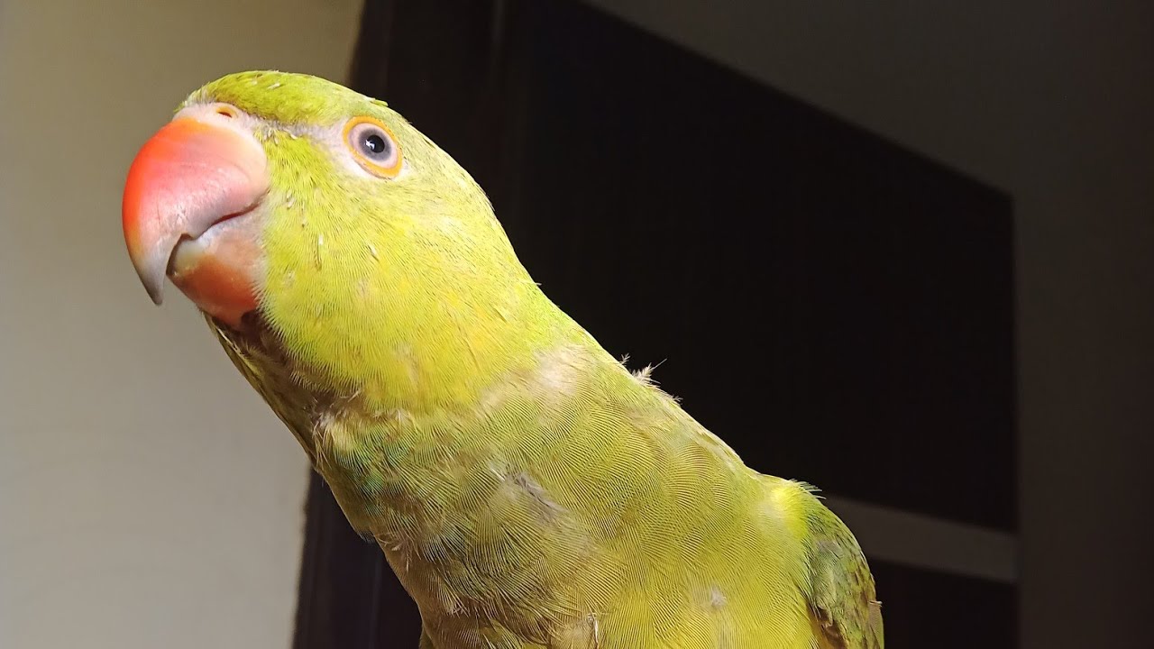 Chunnu munnu parrot 🦜 is live! - YouTube