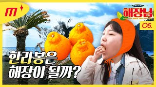Staying one night in Jeju-do and eating Hallabong │Haejangnim EP.05