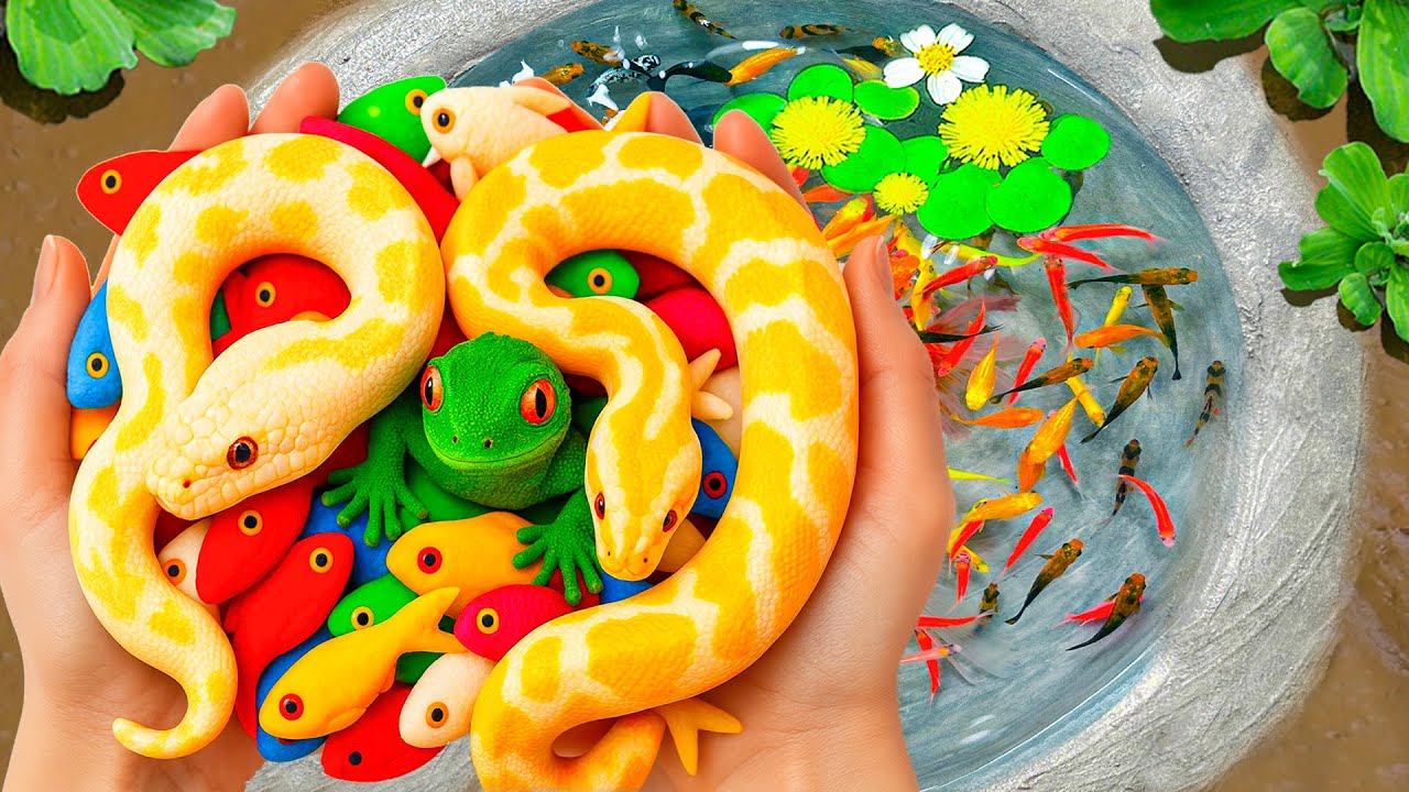 Catch Most Beautiful Many Aquarium Fish Small Pond: Turtles, Goldfish, Pencilfish, Carp, Milk Snakes