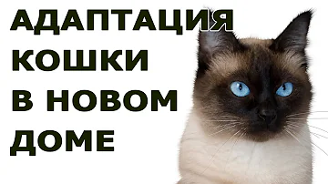 Как долго взрослая кошка привыкает к новому дому